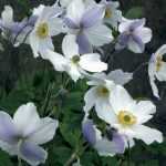 Anemone Wild Swan, a marvel from Japan