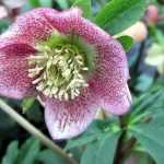 Our hellebores are flowering