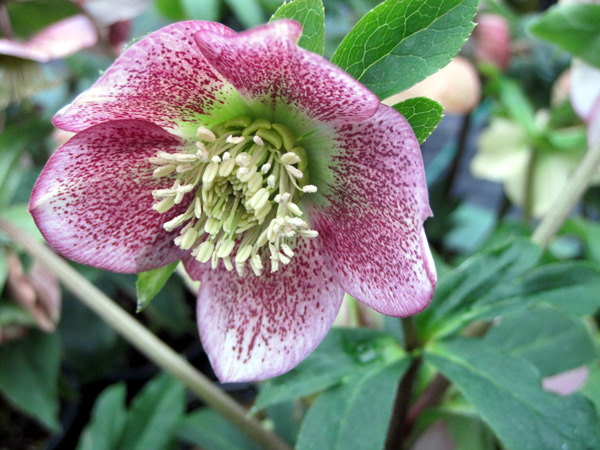 Our hellebores are flowering