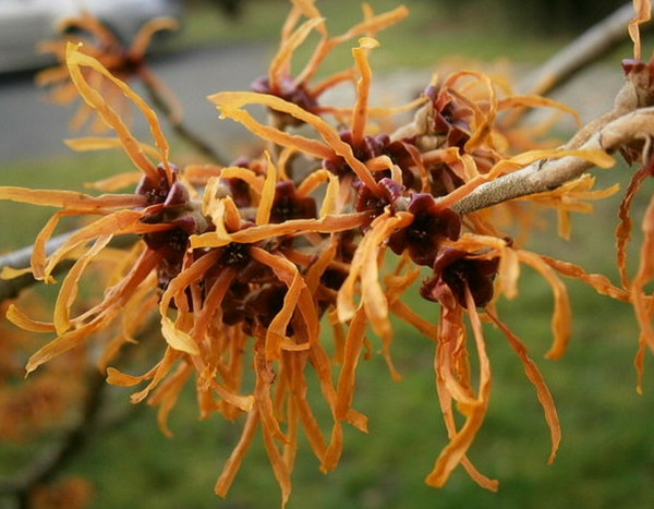 The most beautiful winter flowerings