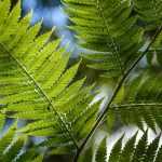 Planting arborescent ferns