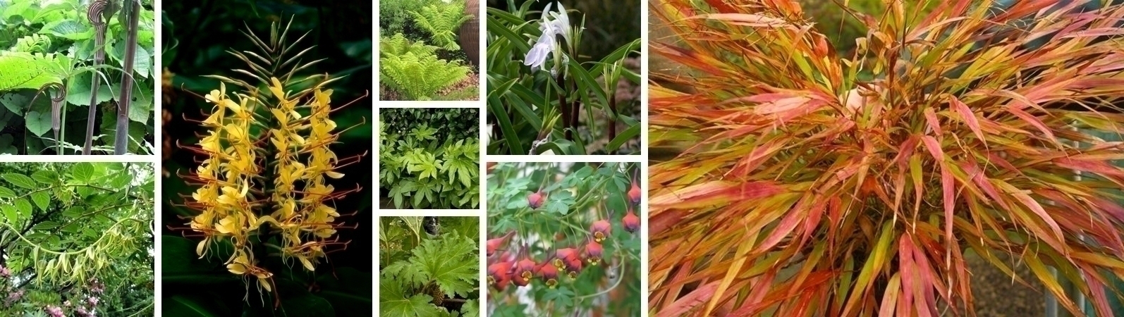 Add some exotic flair to your flower beds!