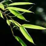 How to divide and multiply your bamboos?