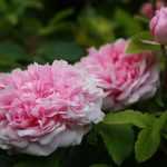 Propagate roses: when and how?