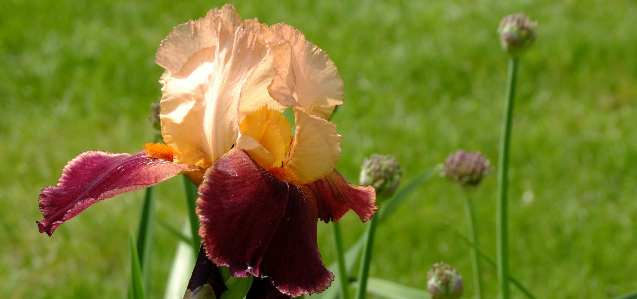Iris germanica: how to propagate them?