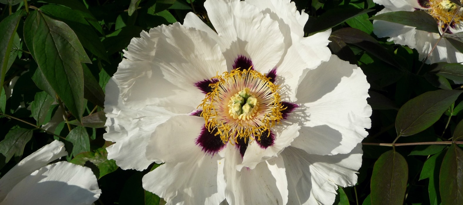 Tree Peony
