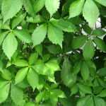 Different virgin vines or ornamental vines