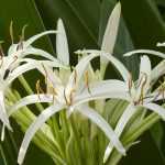 Planting rare and hardy bulbs