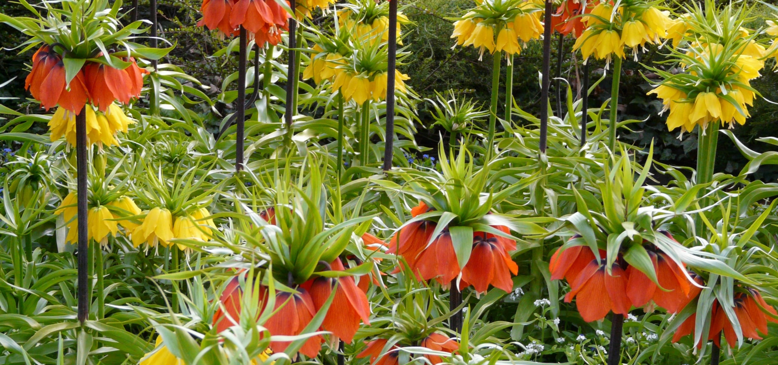 Fritillaries: how to plant and care for them