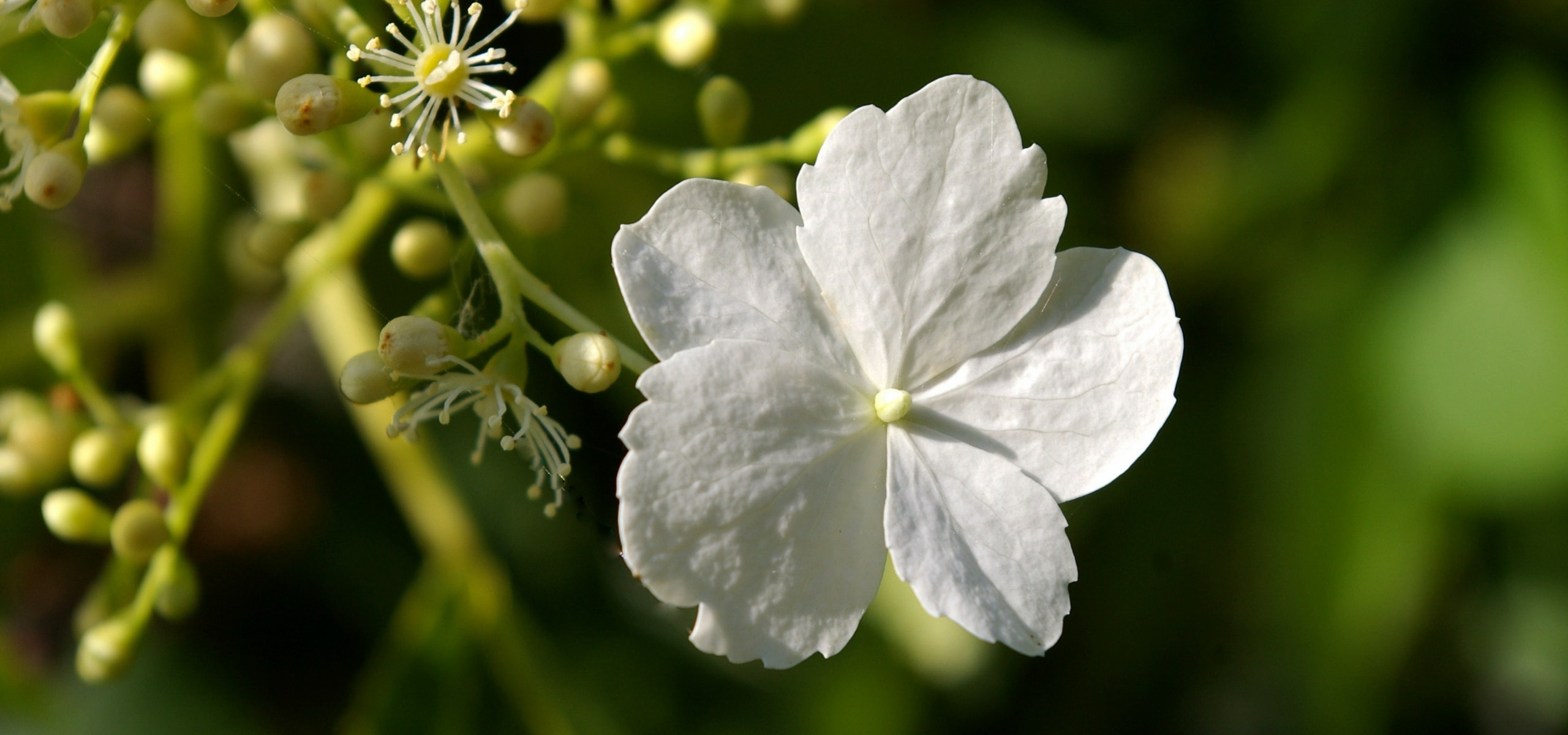 Propagate climbing hydrangea or Hydrangea petiolaris