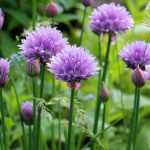 Succeed in multiplying your chives