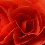 Wintering of tuberous begonia