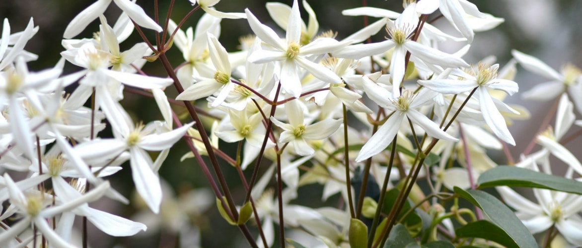 Evergreen clematis: how to choose, plant and grow?