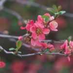 How to prune early flowering bushes