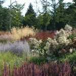 The 4 misconceptions about perennial plants