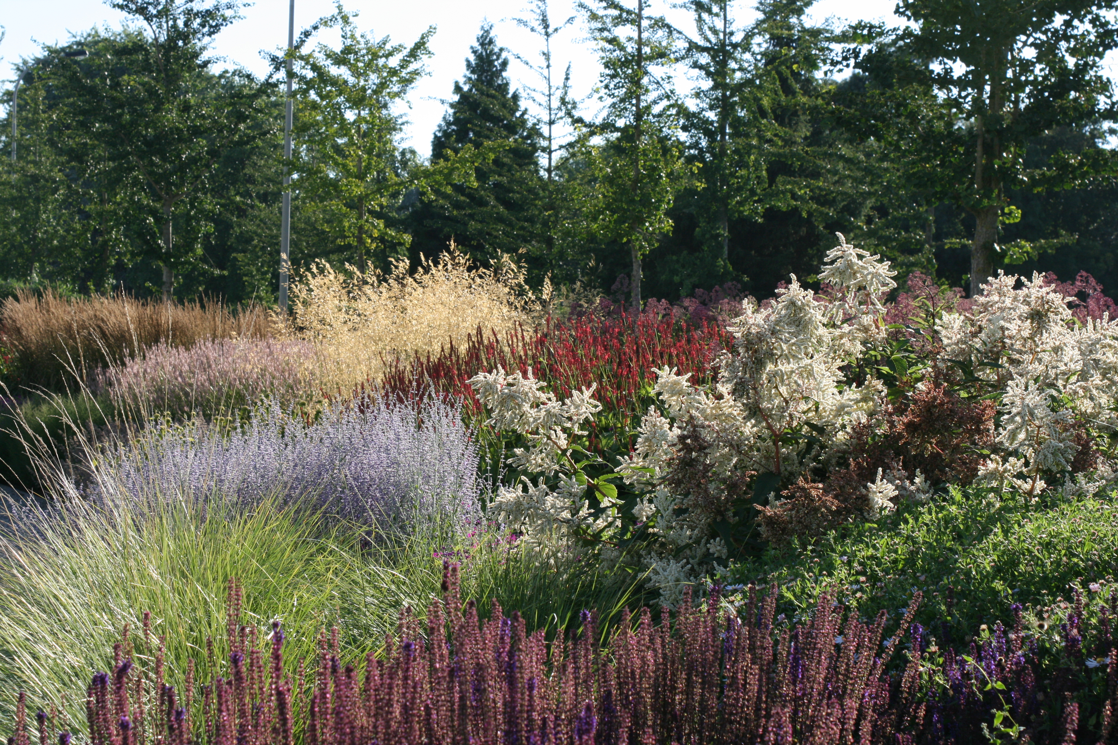 The 4 misconceptions about perennial plants