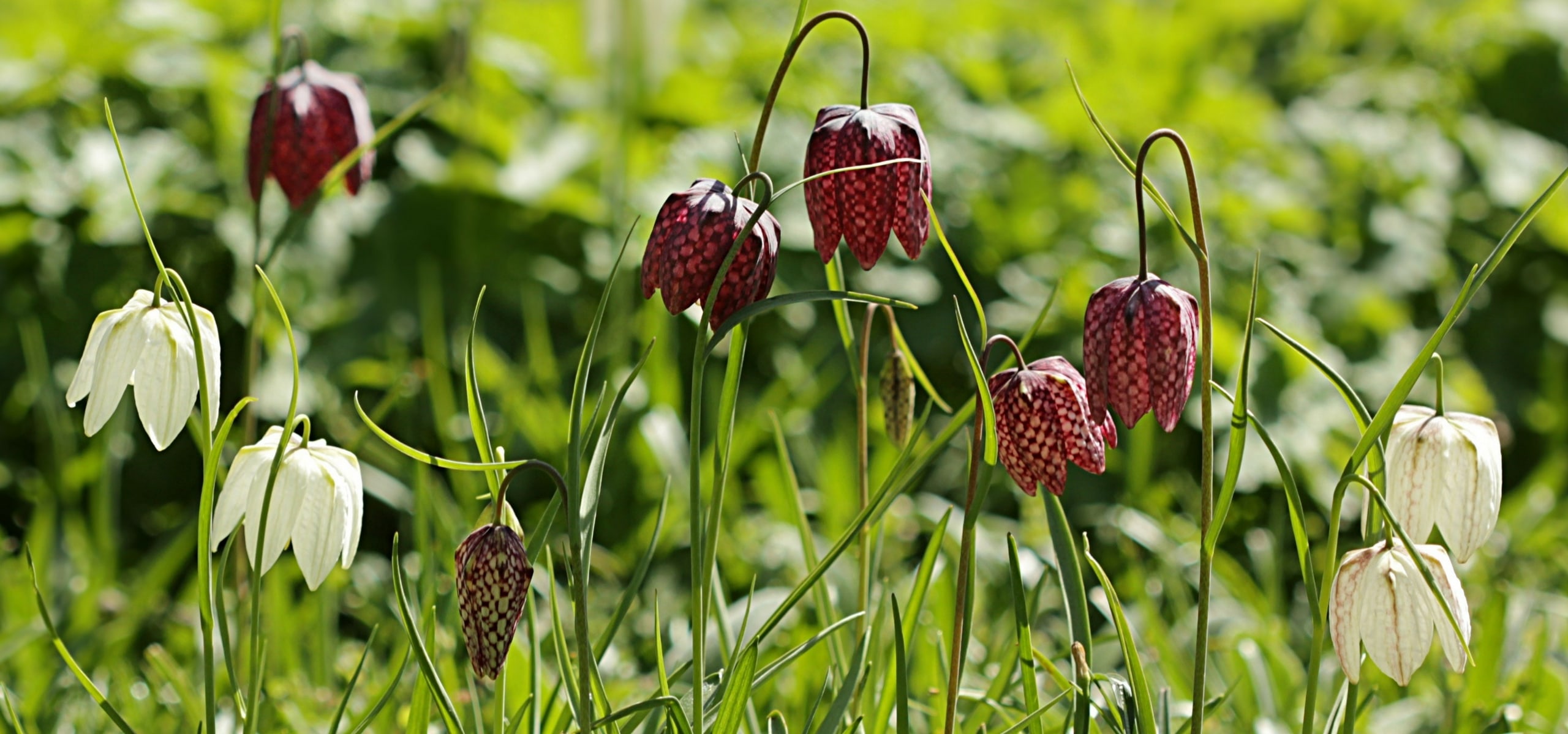 Succeeding in planting fritillaries