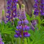 Succeeding in planting lupin