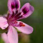 Repotting semi hardy annuals