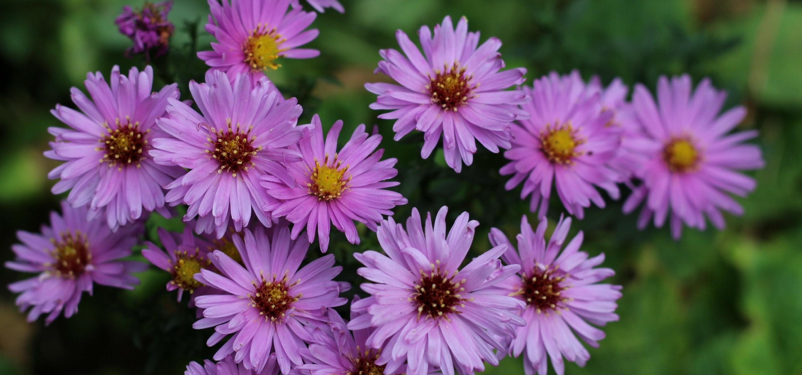Choosing, planting and caring for asters