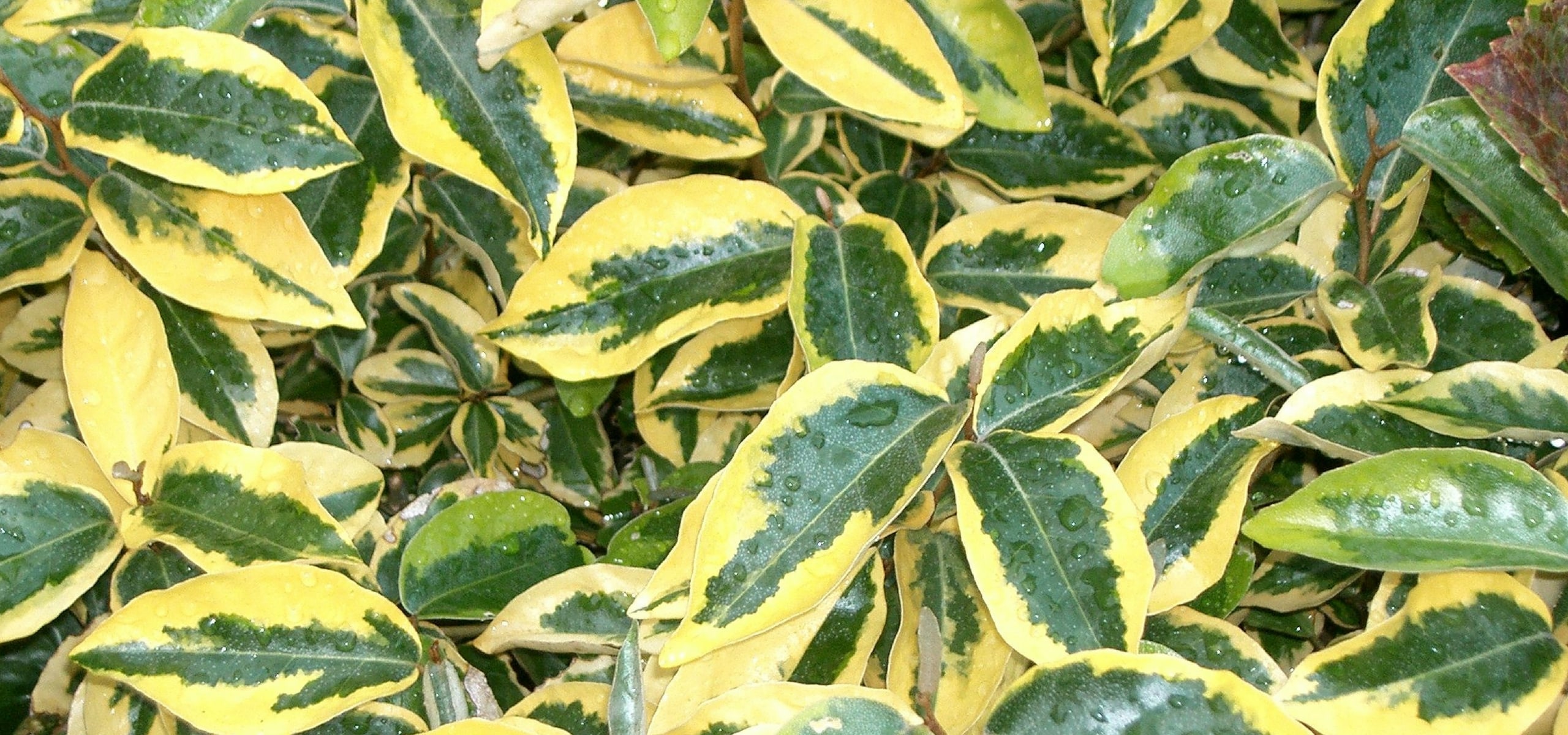 My Eleagnus (oleaster) is losing its leaves