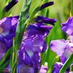 How to winter and divide your gladioli?