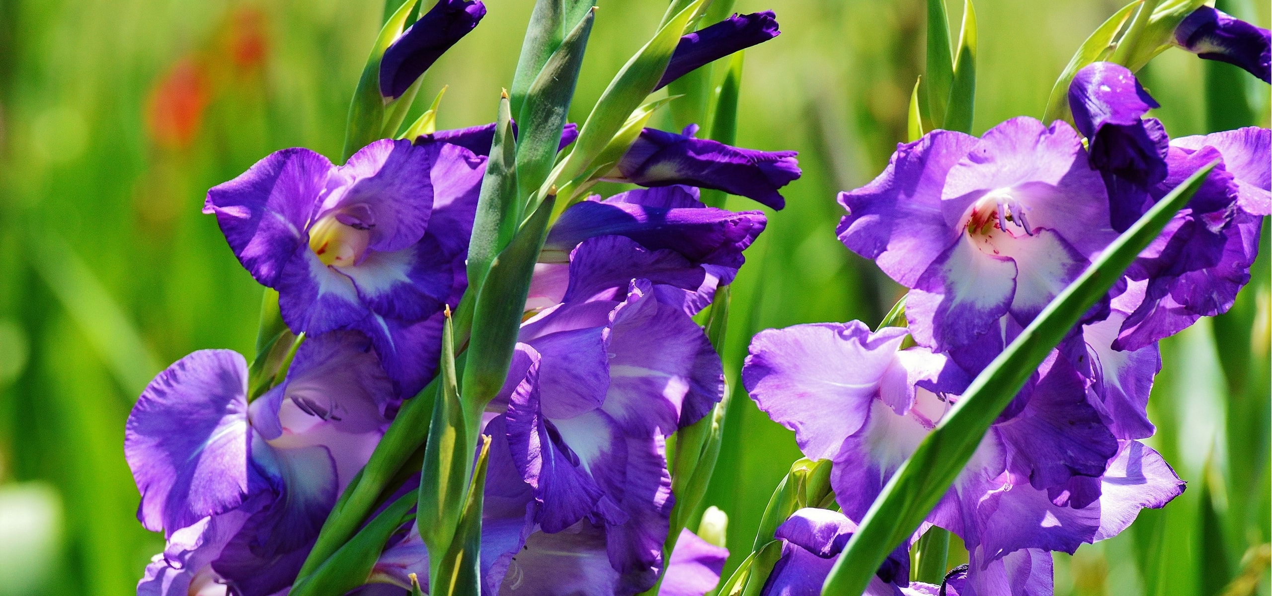 How to winter and divide your gladioli?