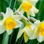 Plant early daffodils