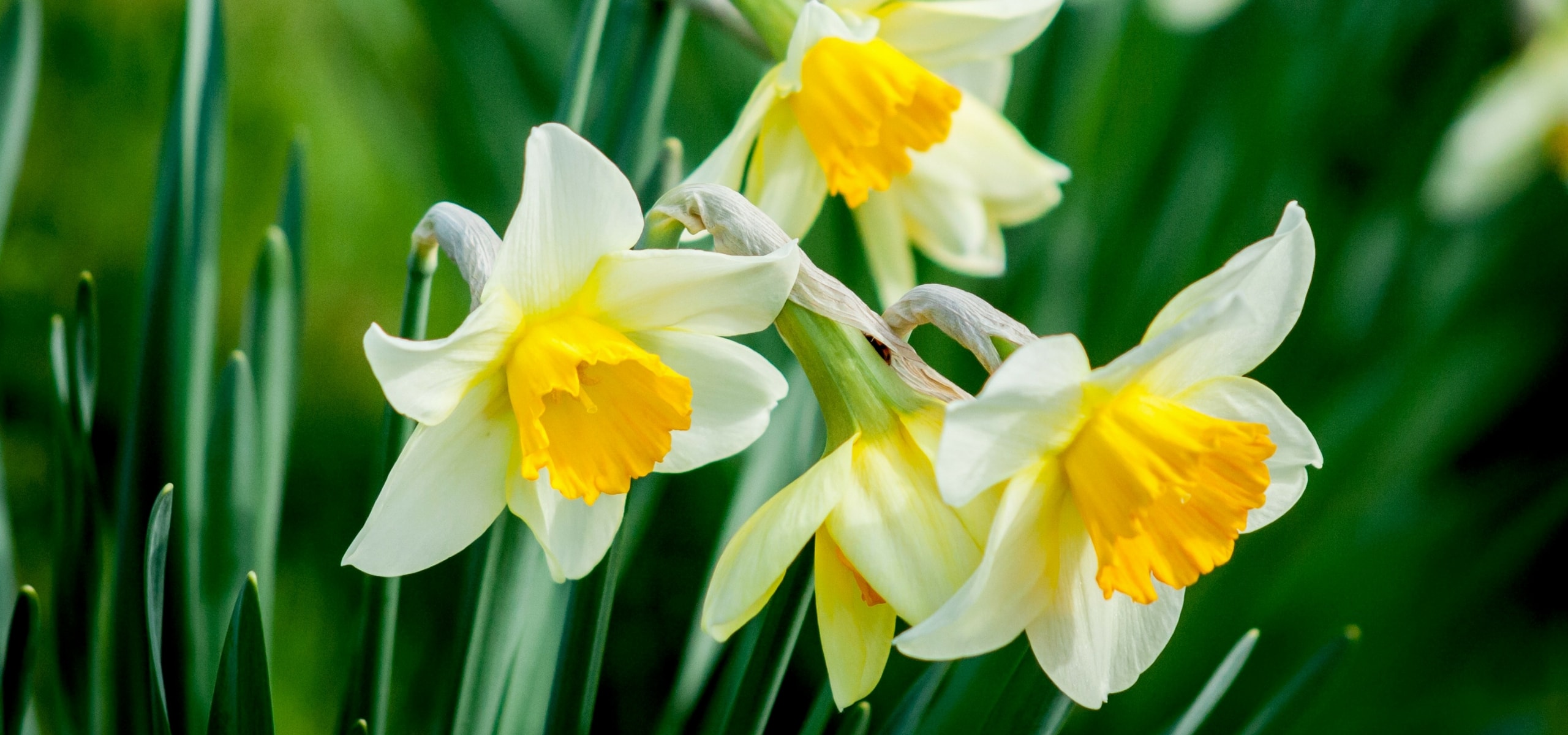 Plant early daffodils