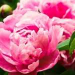 plant a tree peony