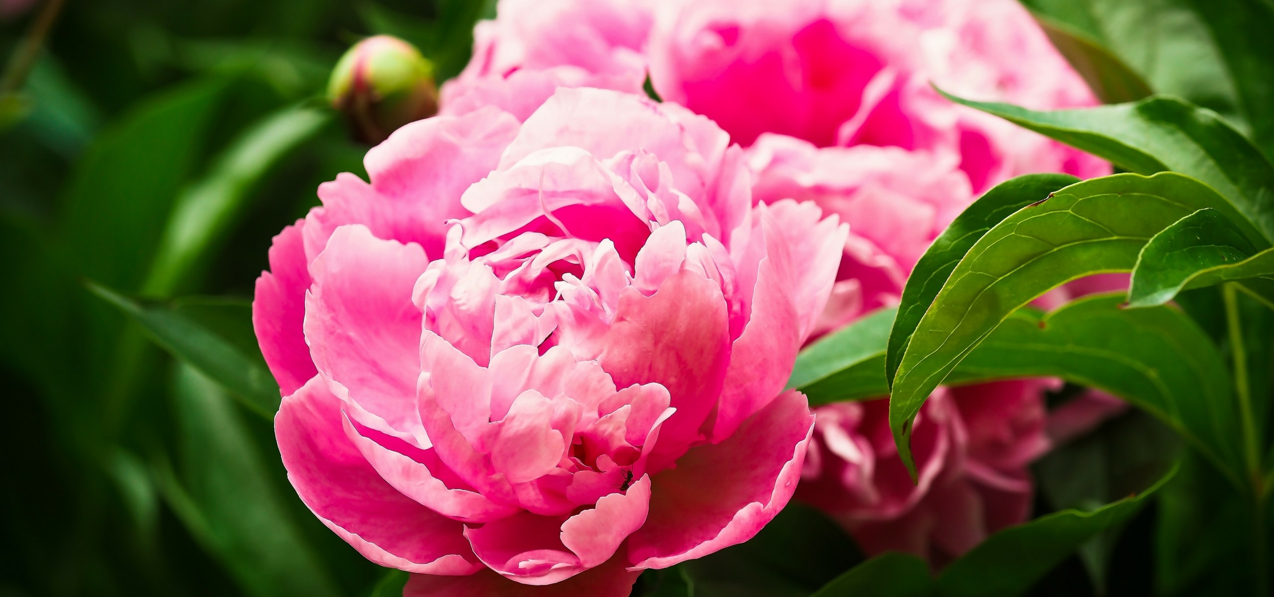 plant a tree peony