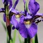 How to plant iris