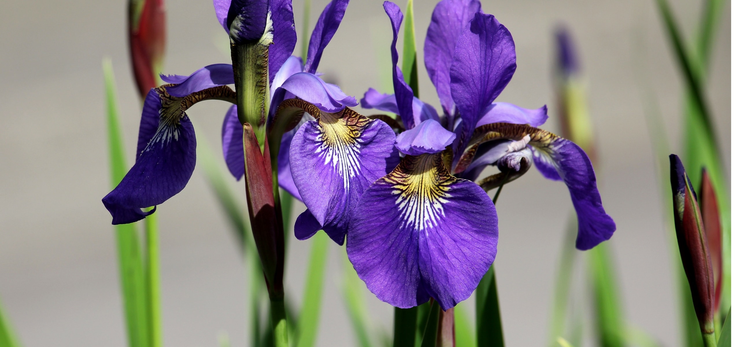 How to plant iris