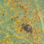 Getting rid of rust disease