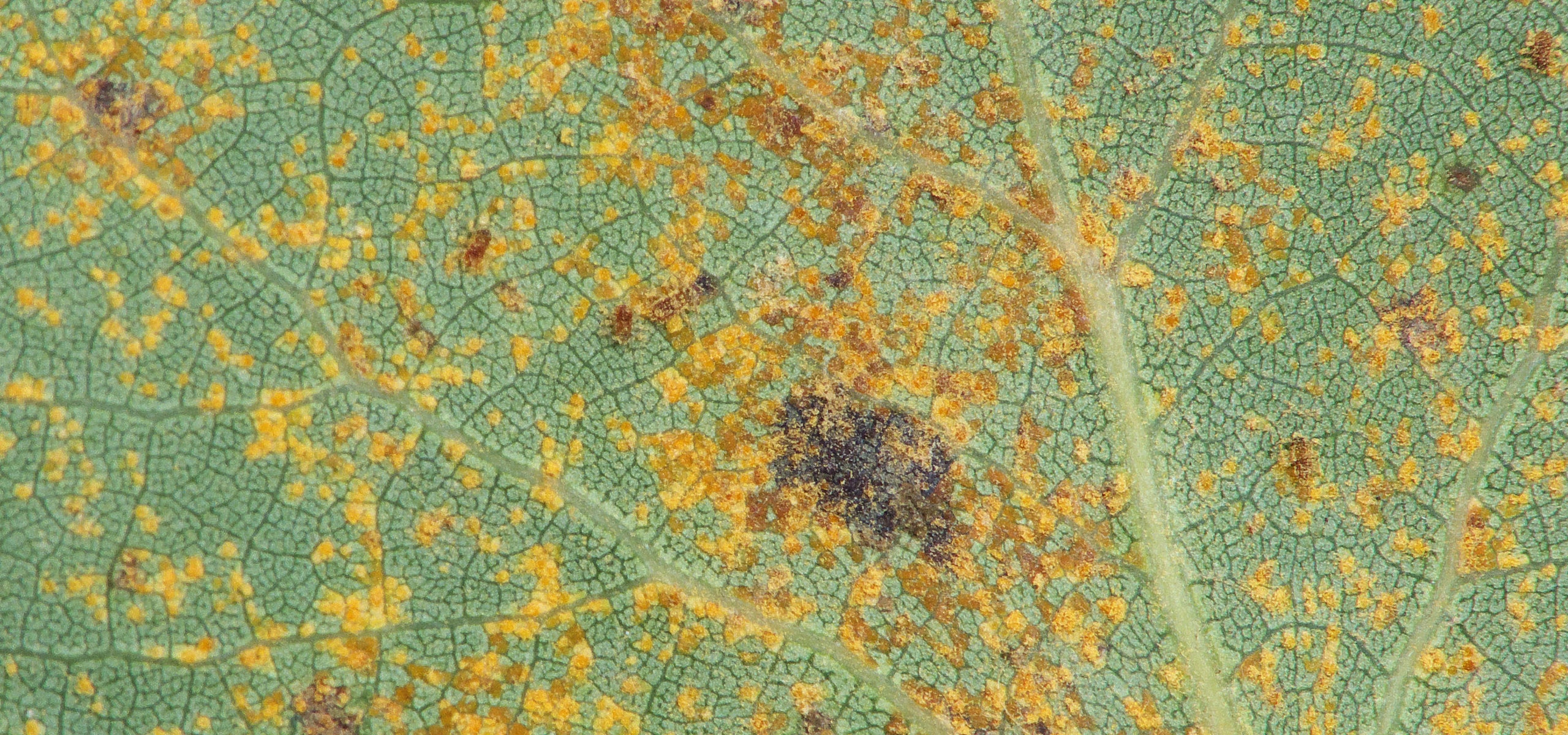 Getting rid of rust disease