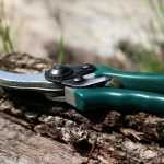 How to prune bushes without hurting them?