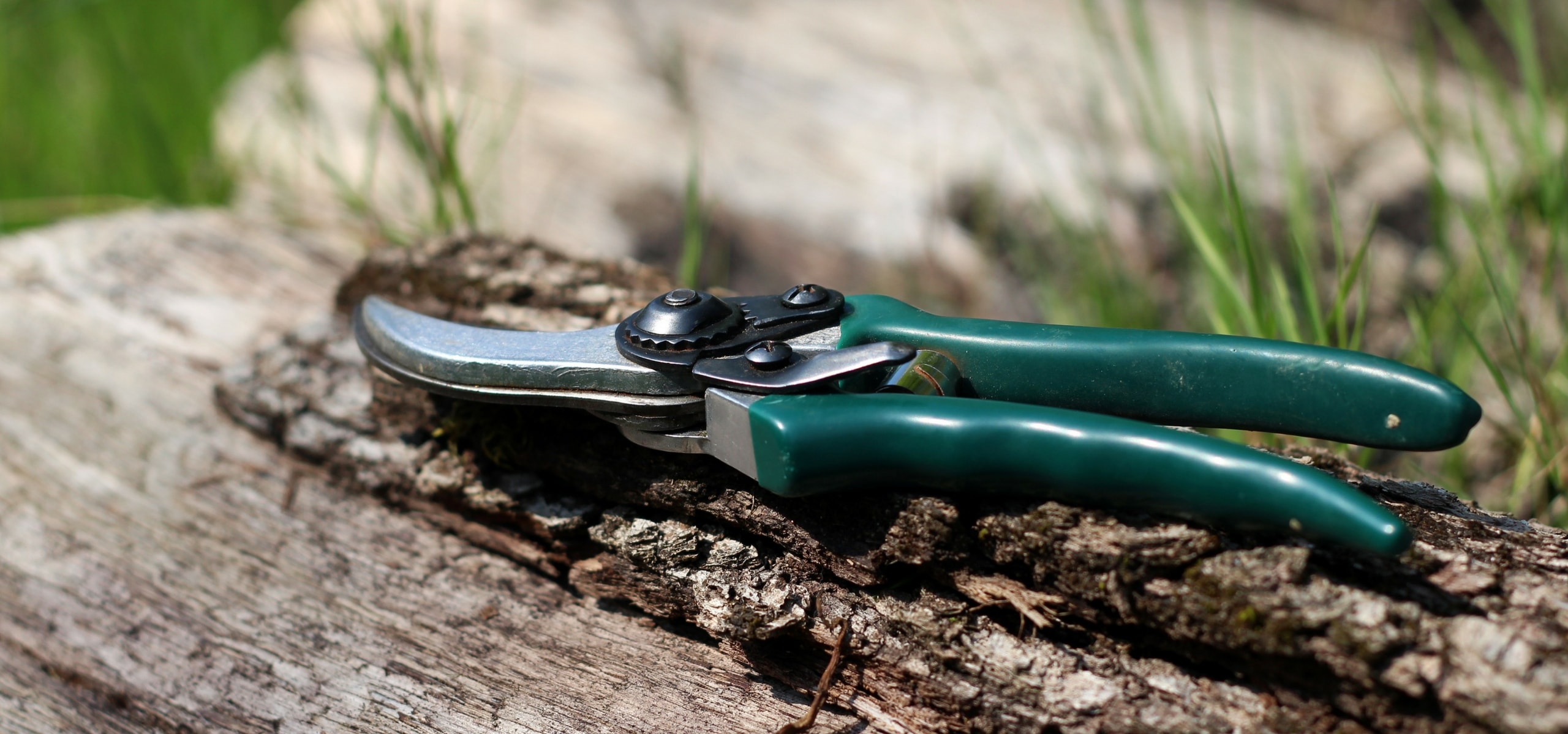 How to prune bushes without hurting them?