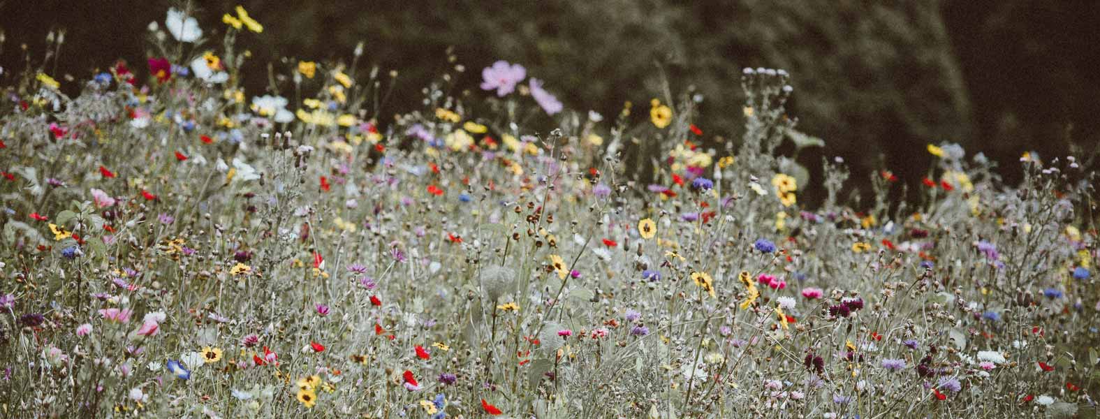 Succeeding in Sowing Annual Flowers