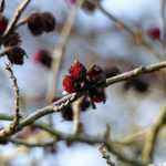 The flowering of Parrotia persica