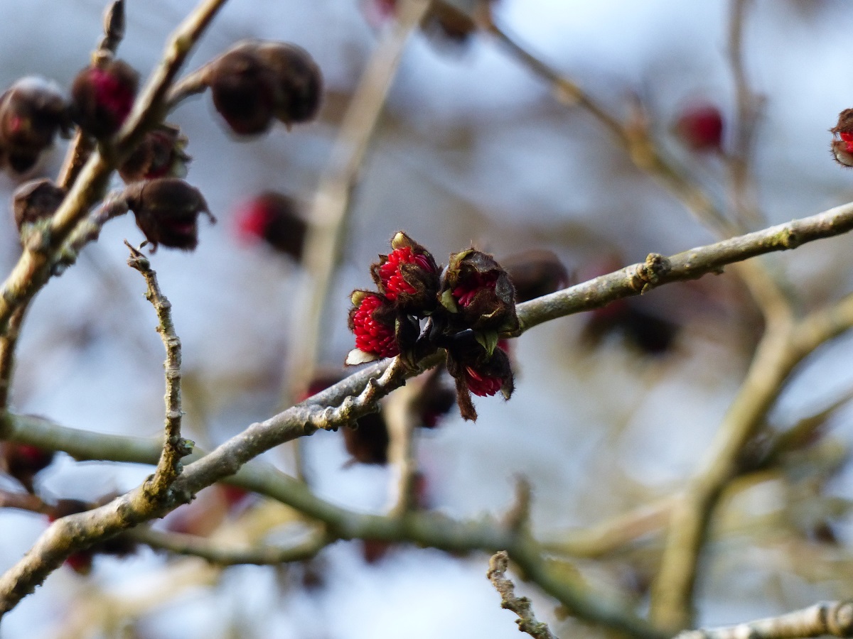 The flowering of Parrotia persica