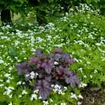 Heuchera and Galium: easy dappled light for challenging shade