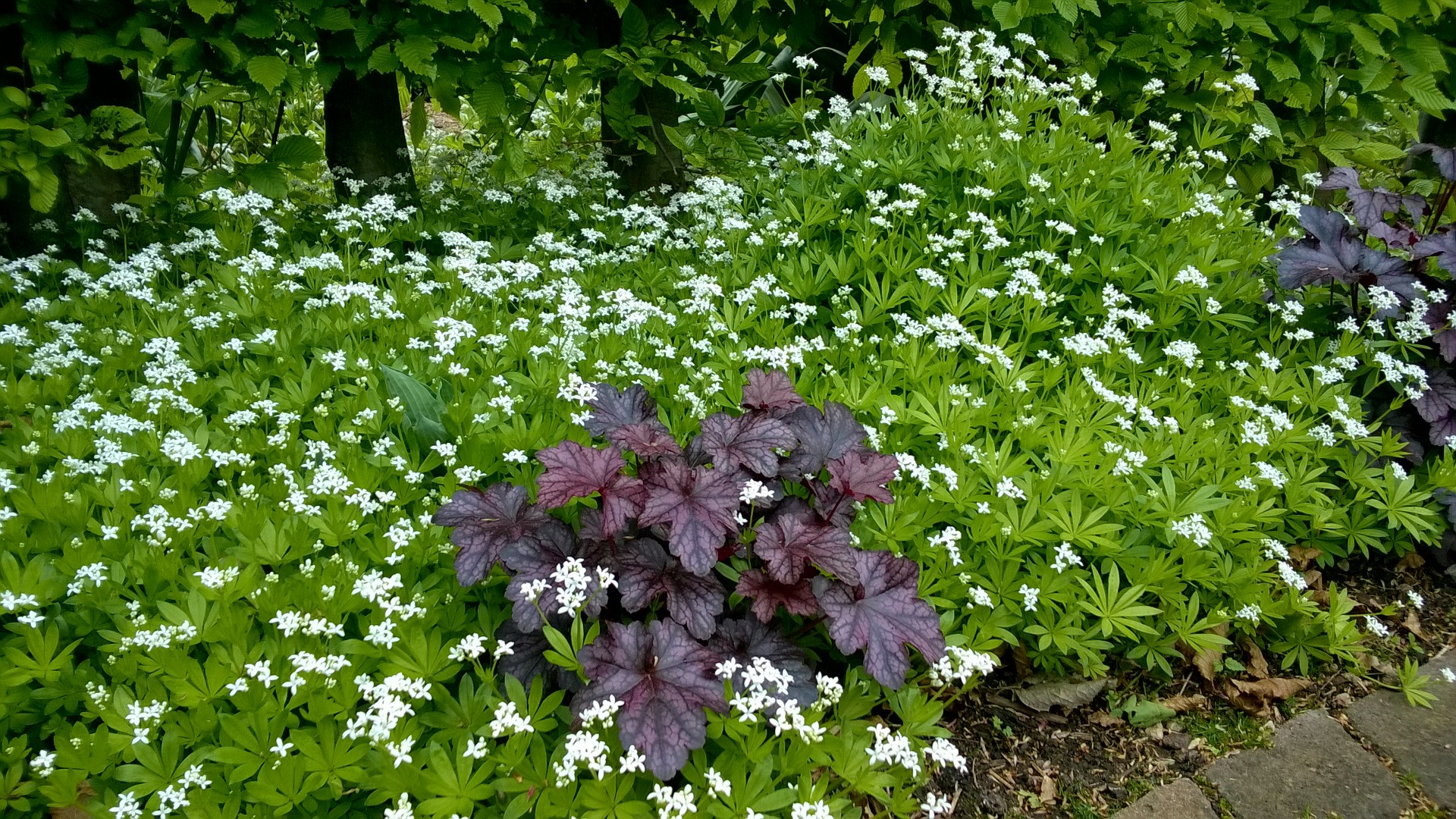 Heuchera and Galium: easy dappled light for challenging shade