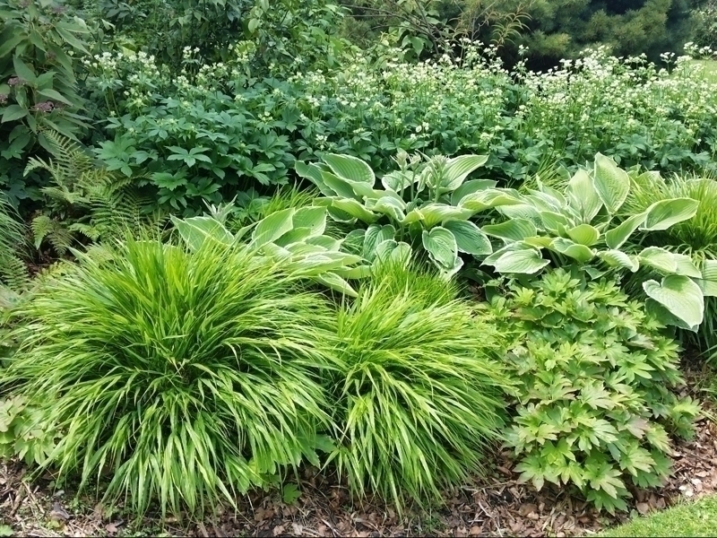 Graphic bed for cool shade