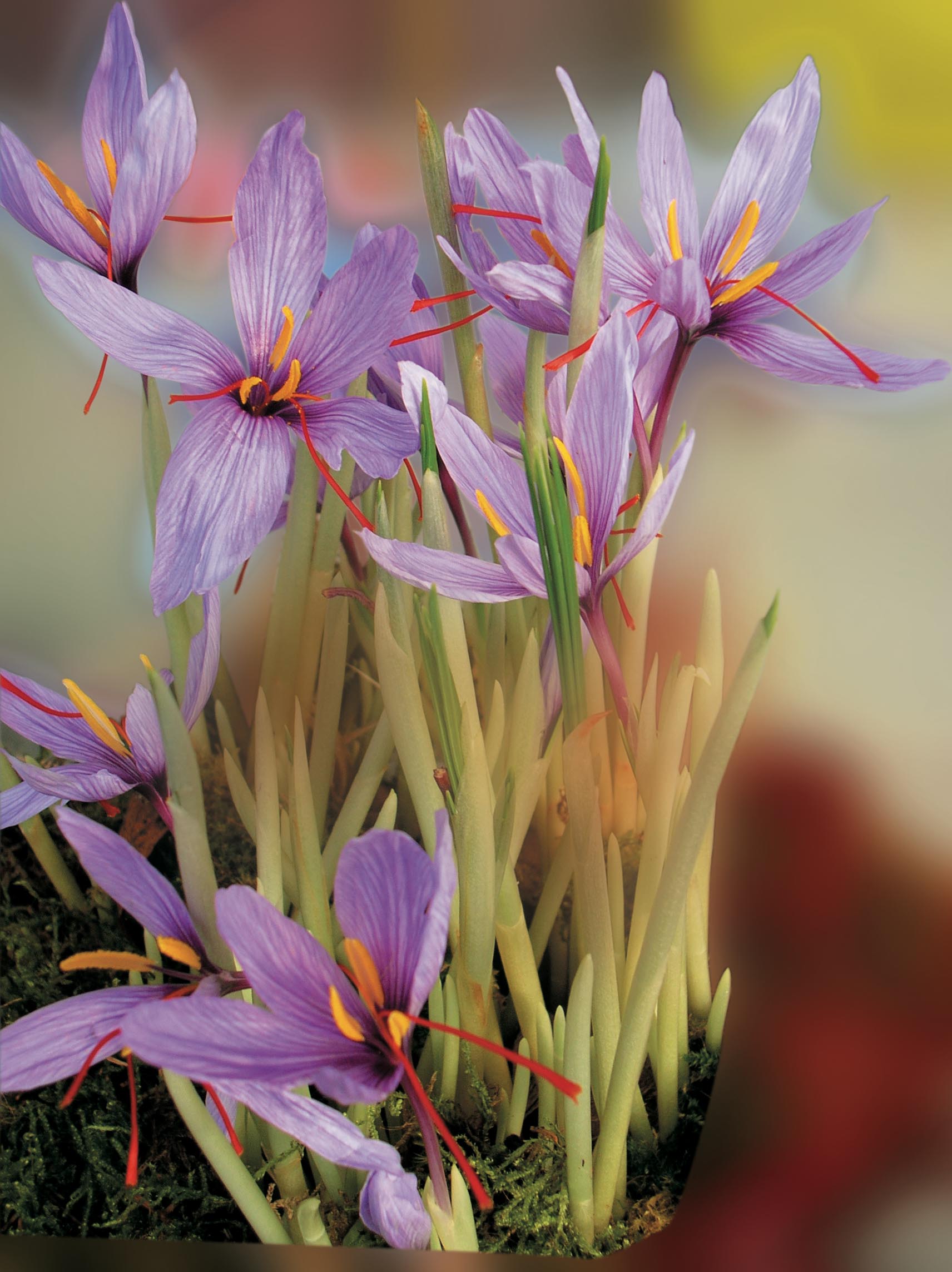 Growing Saffron: let's talk about price and yield!