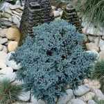 Are conifers tacky shrubs?