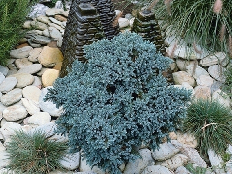 Are conifers tacky shrubs?