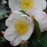 3 tips to successfully grow Autumn-flowering Camellia
