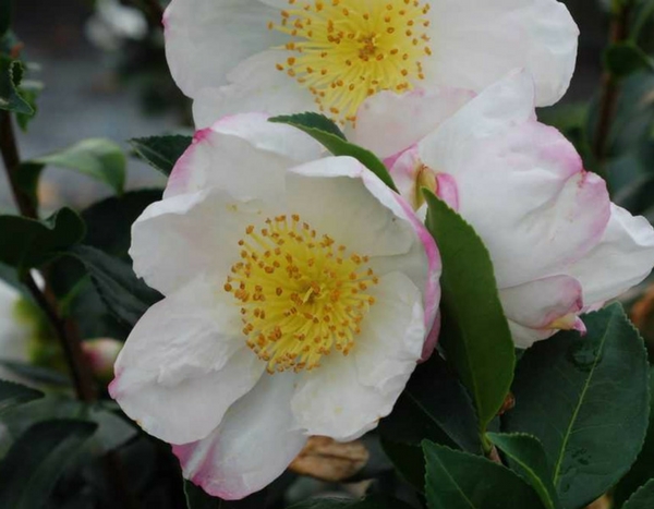 3 tips to successfully grow Autumn-flowering Camellia