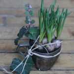 Bulbs and recycling idea for early flowers