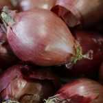 Planting garlic, shallots and onions